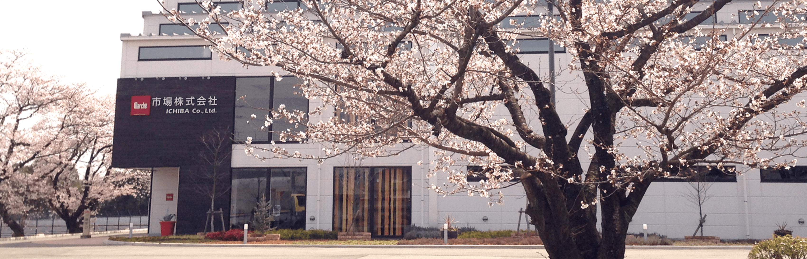 中学校の跡地、桜の木がシンボルの本社・ショールーム
